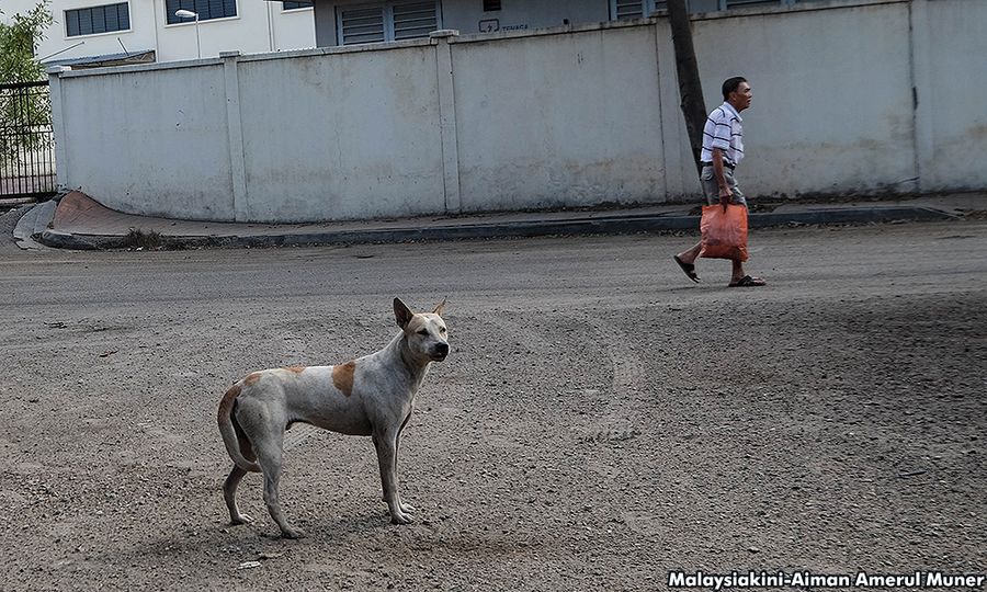 LETTER | Pets do not abandon their owners