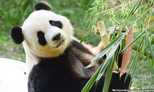 大马欢送兴兴和靓靓回中国