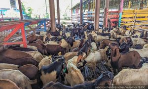 Selangor sumbang 700 lembu, 1,000 kambing korban