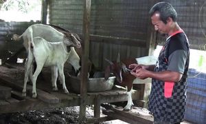 Penduduk dakwa harimau kumbang ceroboh kebun baham ternakan