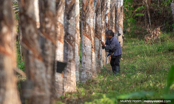 Ismail Sabri says will review rubber prices if re-elected