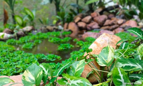 LETTER | How a pond connects nature with well-being