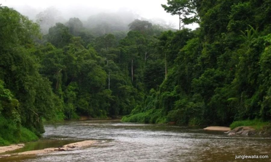 Amended National Forestry Act comes into force in Federal Territories today