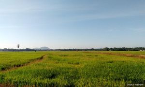7,800 hektar sawah padi Kada terjejas cuaca panas