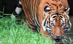 COMMENT | World Wildlife Day: How next generation can act on preservation