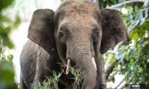 Penduduk Cheneh, Kemaman gempar kumpulan gajah ceroboh taman perumahan