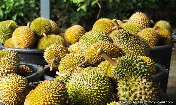 大马农业部与中国海关签约，榴莲鲜果获准出口中国