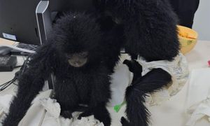 Another smuggler from KL caught with wildlife in suitcase at India airport