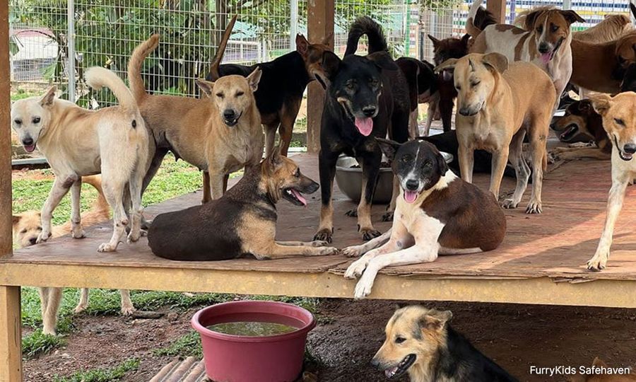 2,000 anjing terselamat, pusat perlindungan dapat bantuan