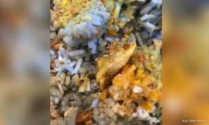 Nasi kerabu berulat bukan dari Bazar Ramadan Kuala Pilah - MDKP