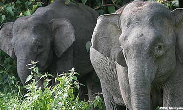 Strengthen conservation of wildlife in original habitat - Nik Nazmi