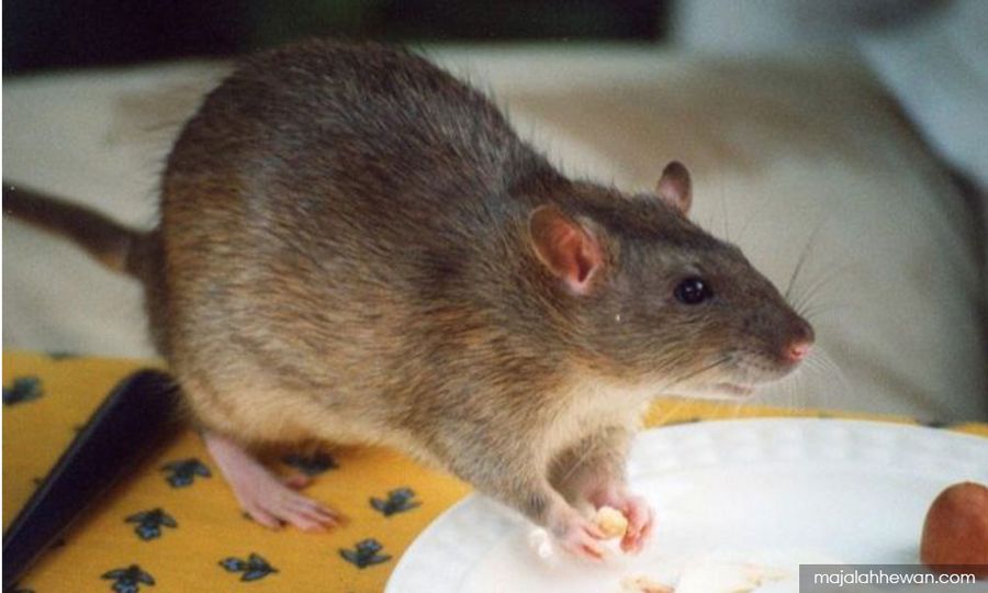 Diurung tikus, lipas dan lalat: JKNS arah tutup 42 premis makanan
