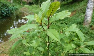 2,000 pokok ketum ditanam atas tanah rizab kerajaan dimusnahkan