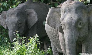 Strengthen conservation of wildlife in original habitat - Nik Nazmi