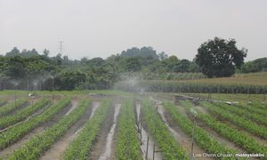LETTER | Food security is vital for nation’s wellbeing