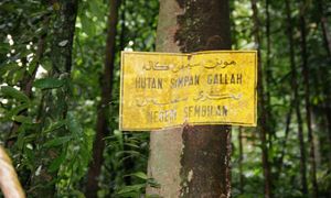 Pihak berkuasa hutan N Sembilan terima aduan, tangani isu 'ketidakpatuhan'