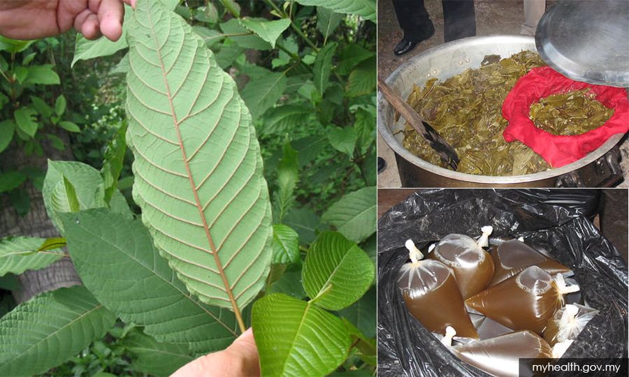 Polis tumpaskan kegiatan proses, jual air ketum di Sg Buloh