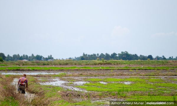 北马水灾淹没5822公顷稻田，损失约3200万