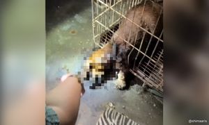 Veterinary Dept probes fatal animal neglect in 'abandoned' clinic