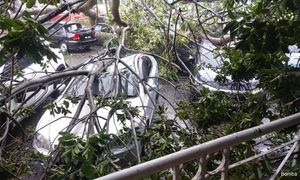 Govt to explore long-term tree care solutions - DPM