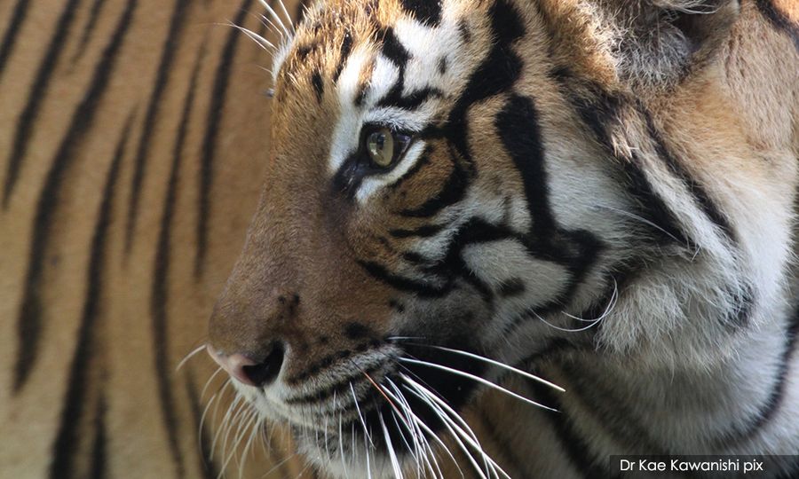 Why are states not preventing wildlife hit-and-run, activist asks