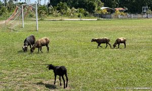 Penternak babi boleh beralih ke ayam, kambing, lembu -  Pemuda PAS
