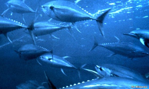 Penang plans new fishing port for tuna, estimated cost up to RM300m