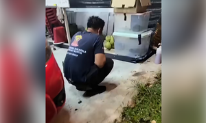 Kurung kucing bersama ular, persatuan bomba dakwa ular sawa sudah mati