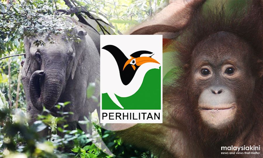 Serangan gajah: Perhilitan terus pantau Kampung Basung