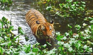 Bangkai harimau belang ditemukan dalam kereta, 3 lelaki ditahan
