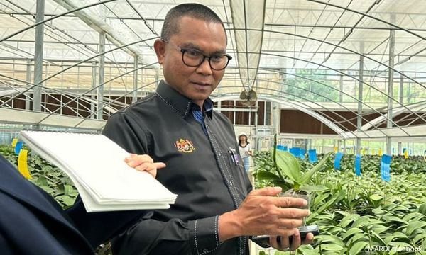 Mardi launches 4 new hybrid coconut varieties