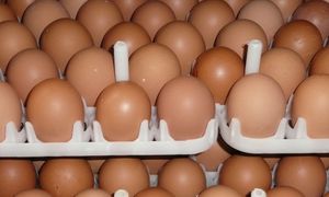 Bekalan telur tak stabil: KPDNHEP akan bincang pembekal - Rosol