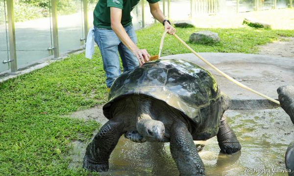 Swift clean-up at Zoo Negara after Tuesday's flood, animals not affected