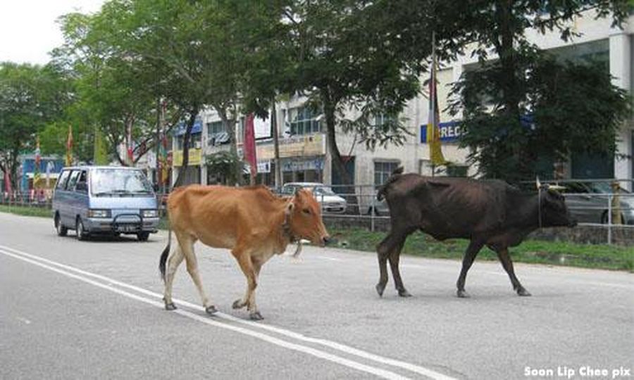 Polis tahan empat lelaki cuba curi lembu dengan menyumbatnya dalam kereta