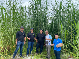 Circafeed: Revolutionising Agriculture with Napier Grass