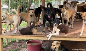2,000 anjing terselamat, pusat perlindungan dapat bantuan