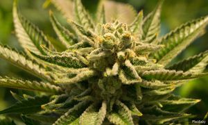 Thailand bentang RUU larang ganja untuk suka-suka minggu depan