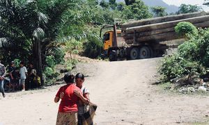 NGO beri amaran sijil mampan kayu Sarawak ada ‘kecacatan’