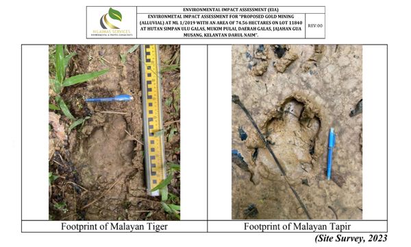 Tiger among endangered wildlife at proposed K'tan gold mine site