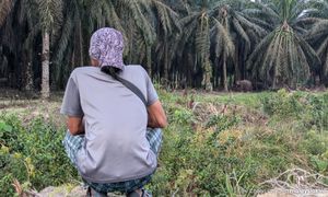 当人碰到“房间里的”大象：柔州加亨篇