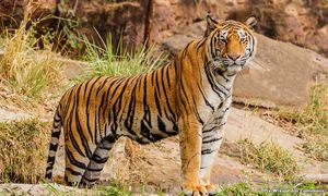 Penemuan tapak kaki harimau risaukan penduduk