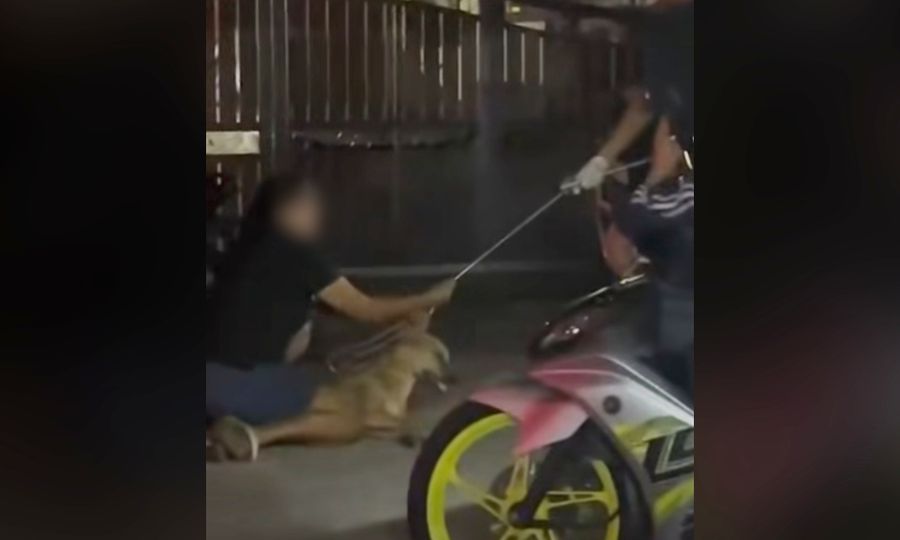 Ex-Klang MP calls for probe into 'brutal killing' of stray dog during council operation