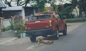 Pikap langgar anjing terbiar: NGO desak tindakan tegas, bidas tindakan zalim
