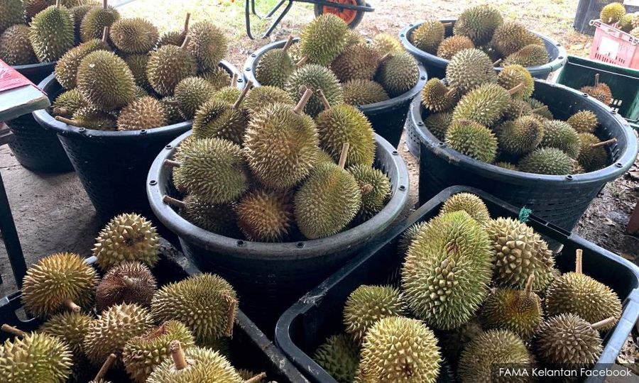 大马向中国出口首批鲜果榴梿，总重40公吨