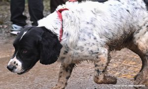 Farewell Blake, the canine hero of Batang Kali landslide