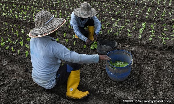 LETTER | Food security: Where did we go wrong?