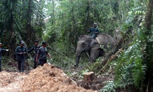 Lebih enam jam pindah gajah di RPT Kesedar Sungai Terah