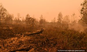 JCorp tolak dakwaan Walhi, nafikan kaitan kebakaran hutan Indonesia