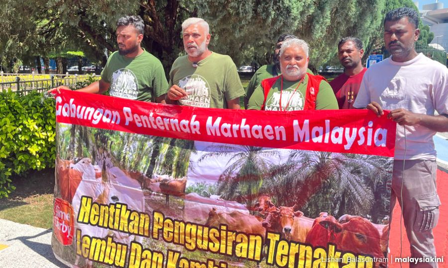 COMMENT | Cattle farmers to wait till cows come home in plantation row?
