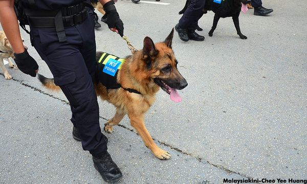 K9 Unit deployed to track missing teen with learning disability